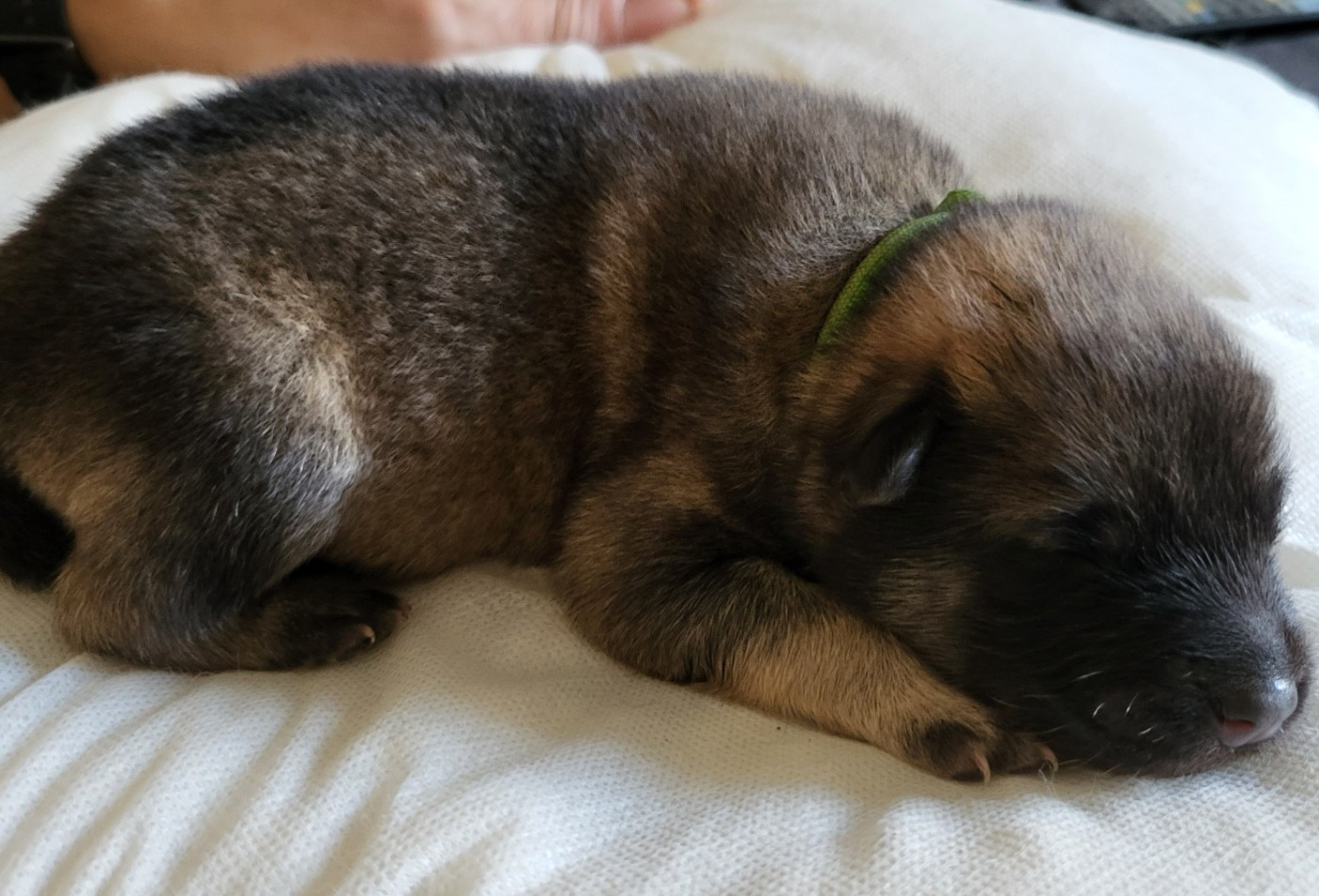 Du Domaine De Grande Esperance - Chiots disponibles - Eurasier