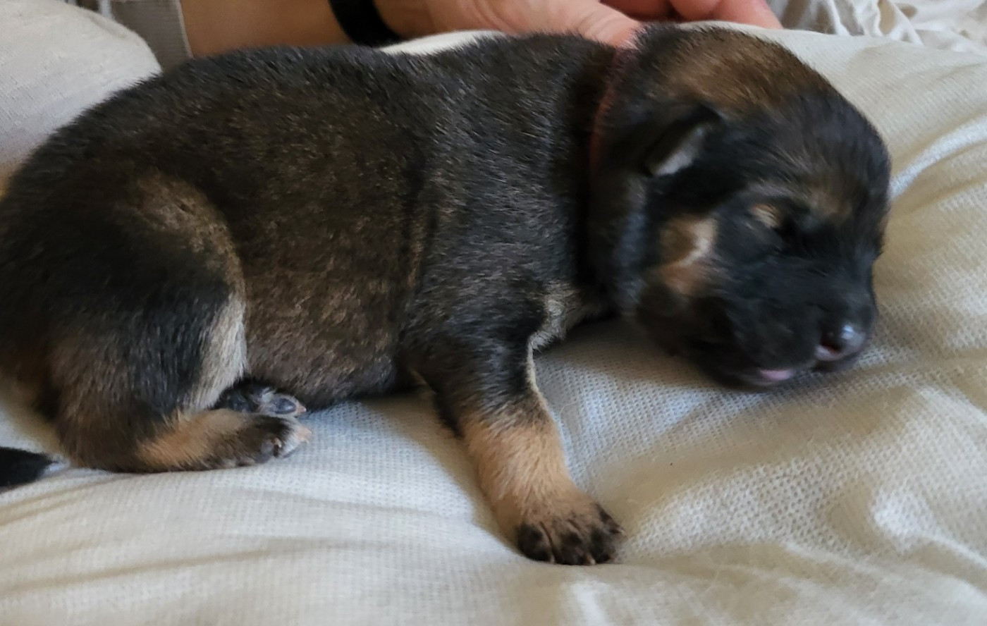 Du Domaine De Grande Esperance - Chiots disponibles - Eurasier