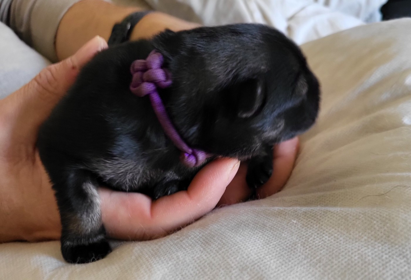 Du Domaine De Grande Esperance - Chiots disponibles - Eurasier