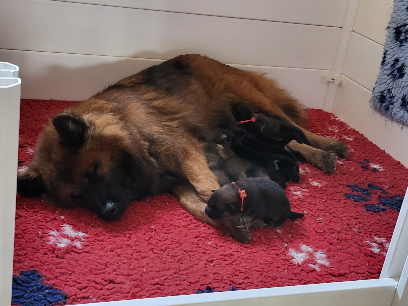 Chiot Eurasier Du Domaine De Grande Esperance