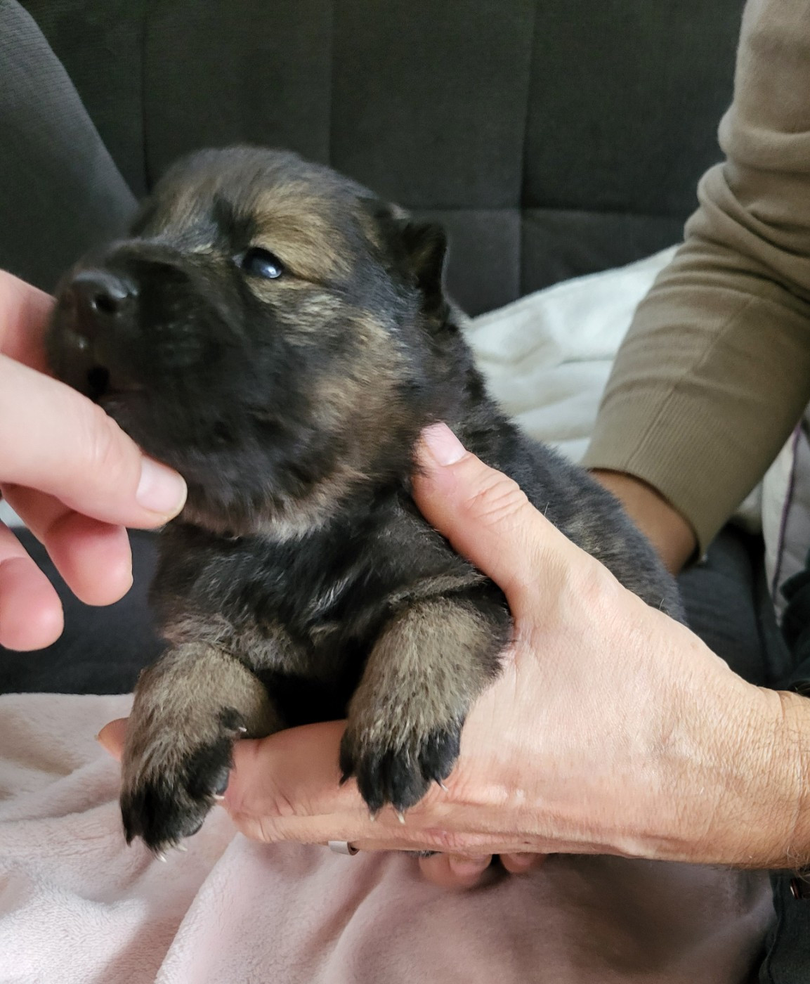 Du Domaine De Grande Esperance - Chiots disponibles - Eurasier