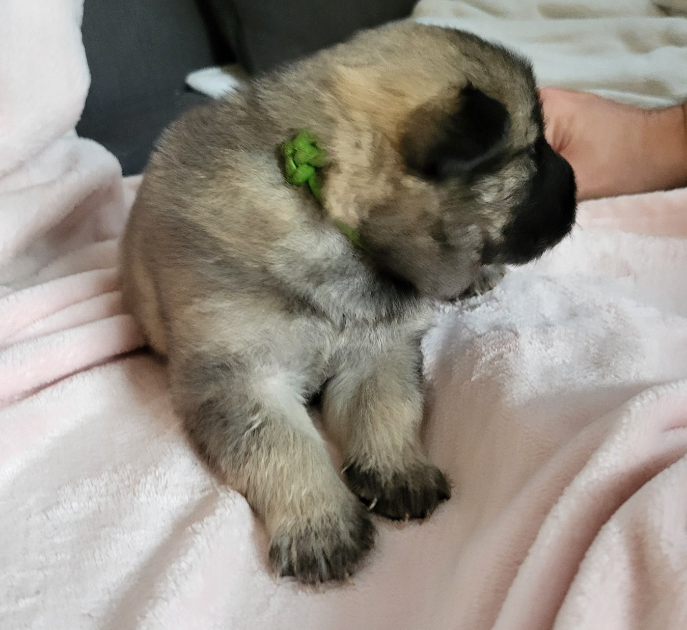 Du Domaine De Grande Esperance - Chiots disponibles - Eurasier