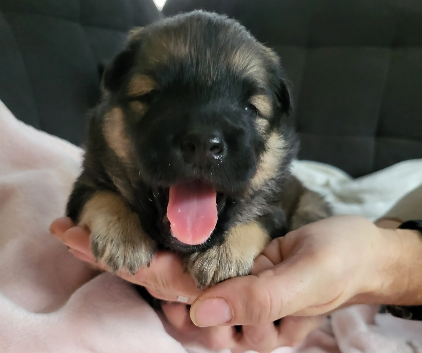 Du Domaine De Grande Esperance - Chiots disponibles - Eurasier