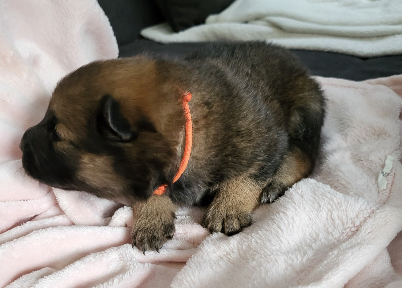 Du Domaine De Grande Esperance - Chiots disponibles - Eurasier