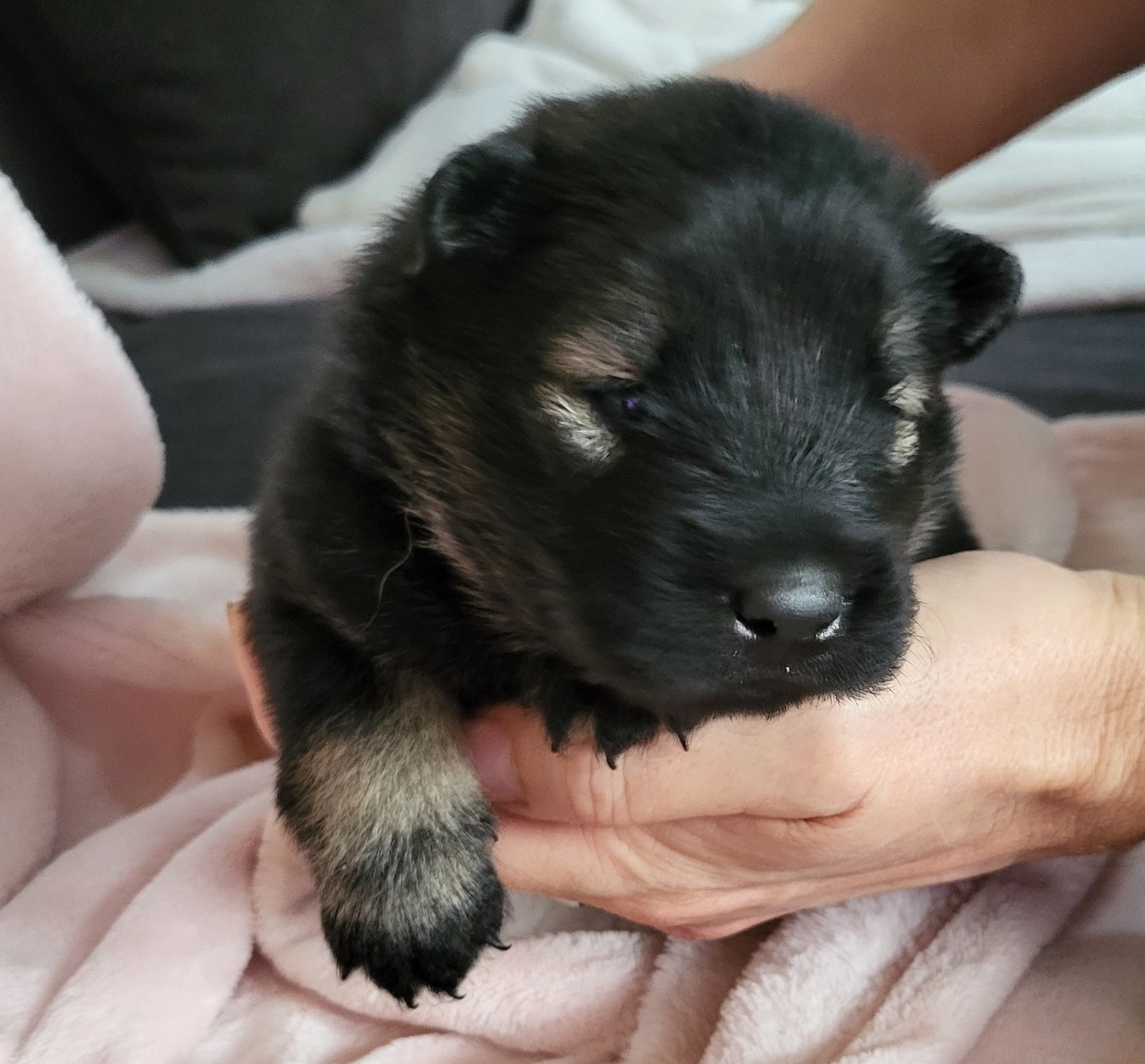 Du Domaine De Grande Esperance - Chiots disponibles - Eurasier