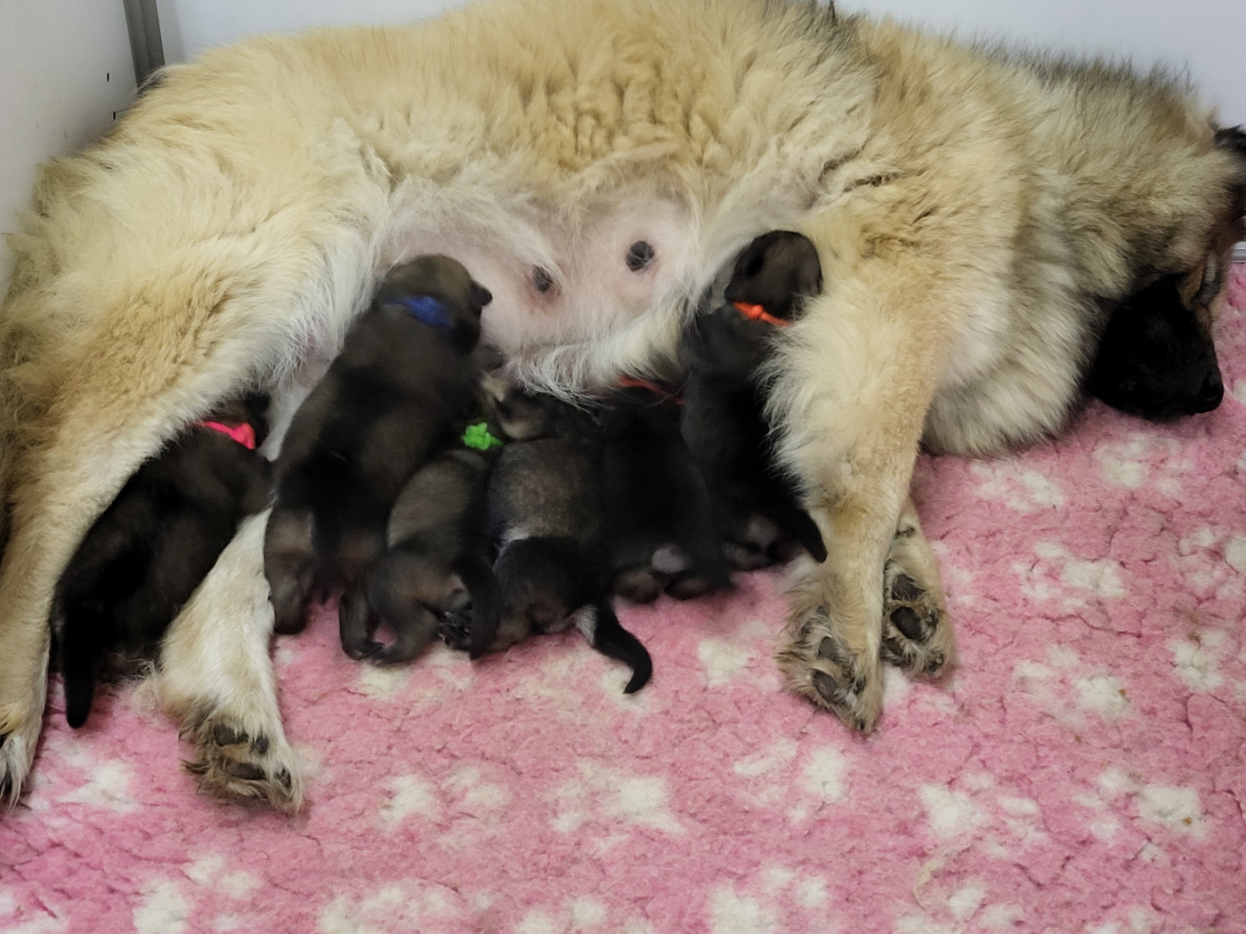 Chiot Eurasier Du Domaine De Grande Esperance