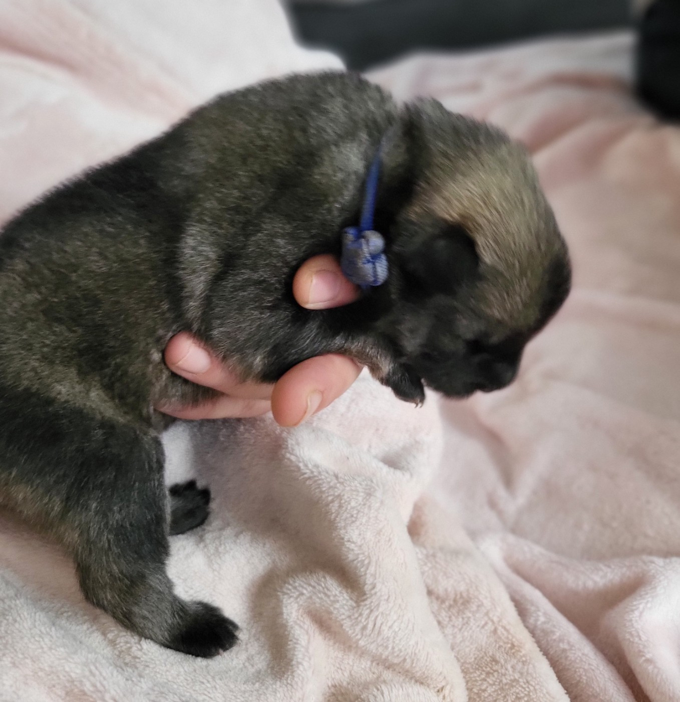 Du Domaine De Grande Esperance - Chiots disponibles - Eurasier