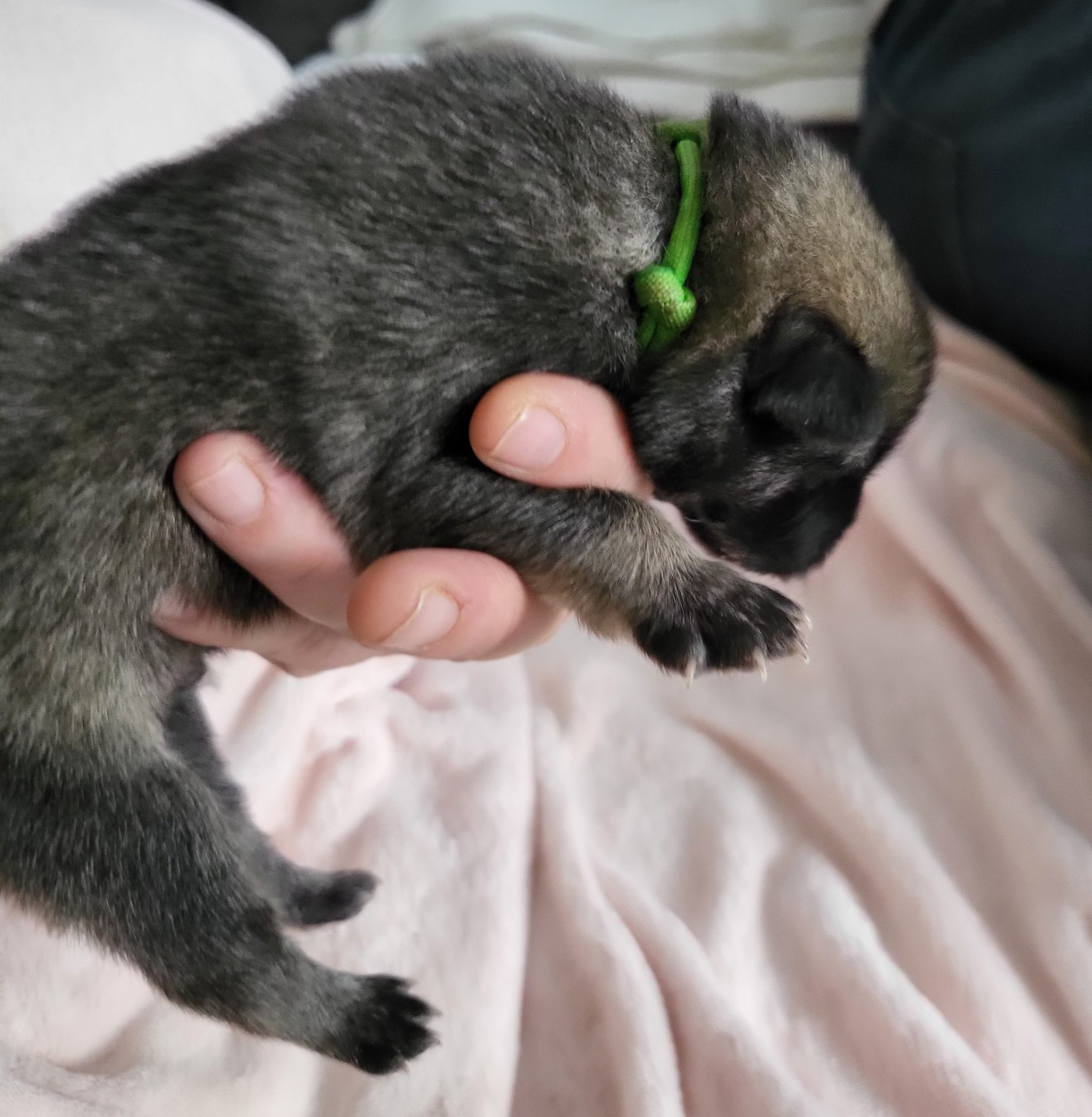 Du Domaine De Grande Esperance - Chiots disponibles - Eurasier