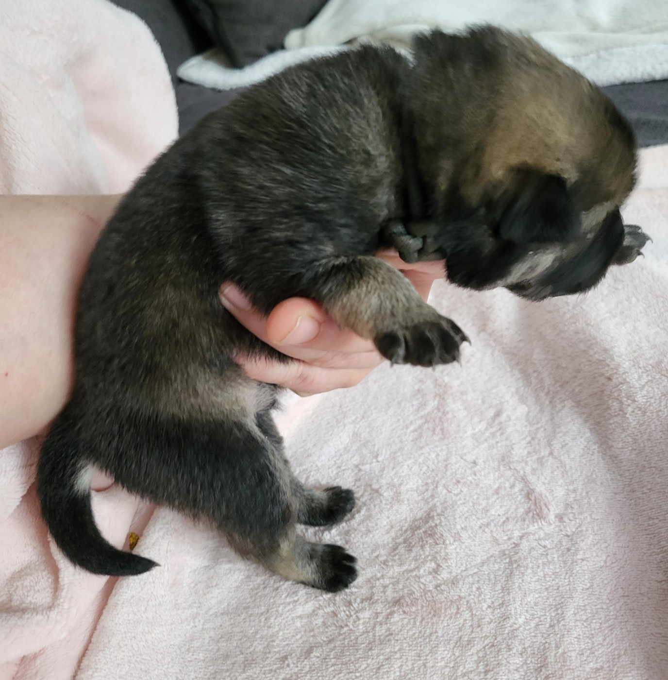 Du Domaine De Grande Esperance - Chiots disponibles - Eurasier