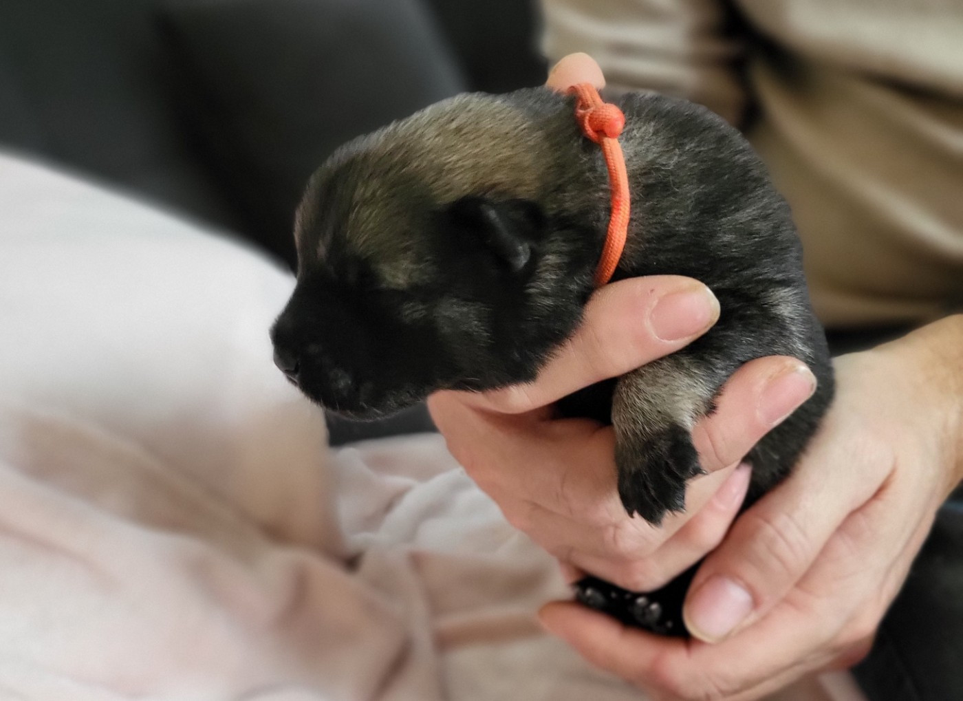 Du Domaine De Grande Esperance - Chiots disponibles - Eurasier