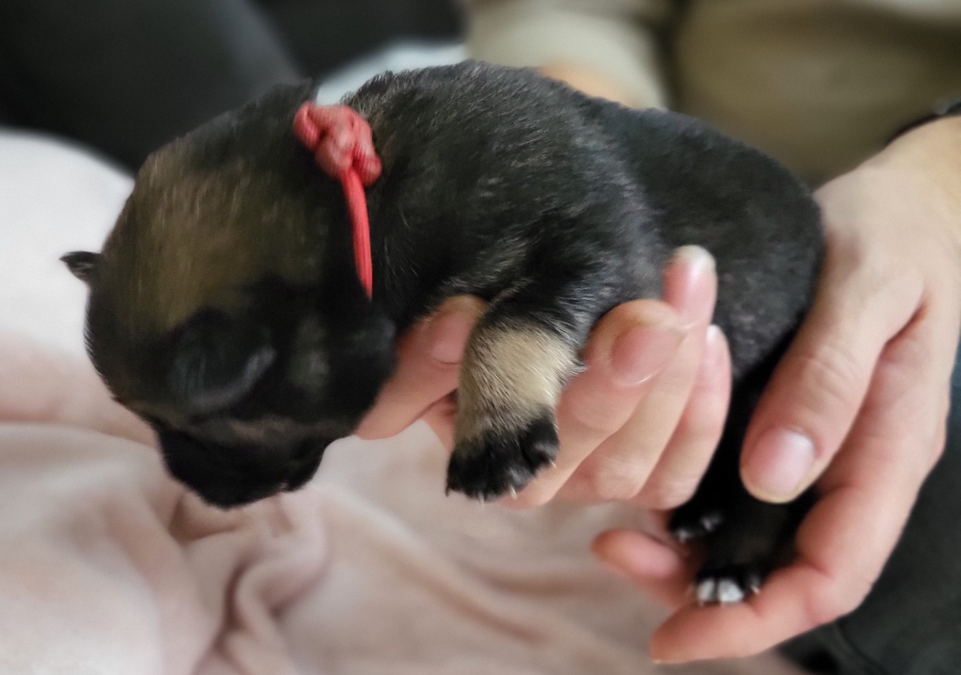 Du Domaine De Grande Esperance - Chiots disponibles - Eurasier