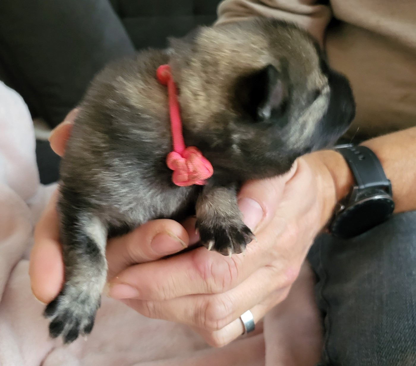 Du Domaine De Grande Esperance - Chiots disponibles - Eurasier