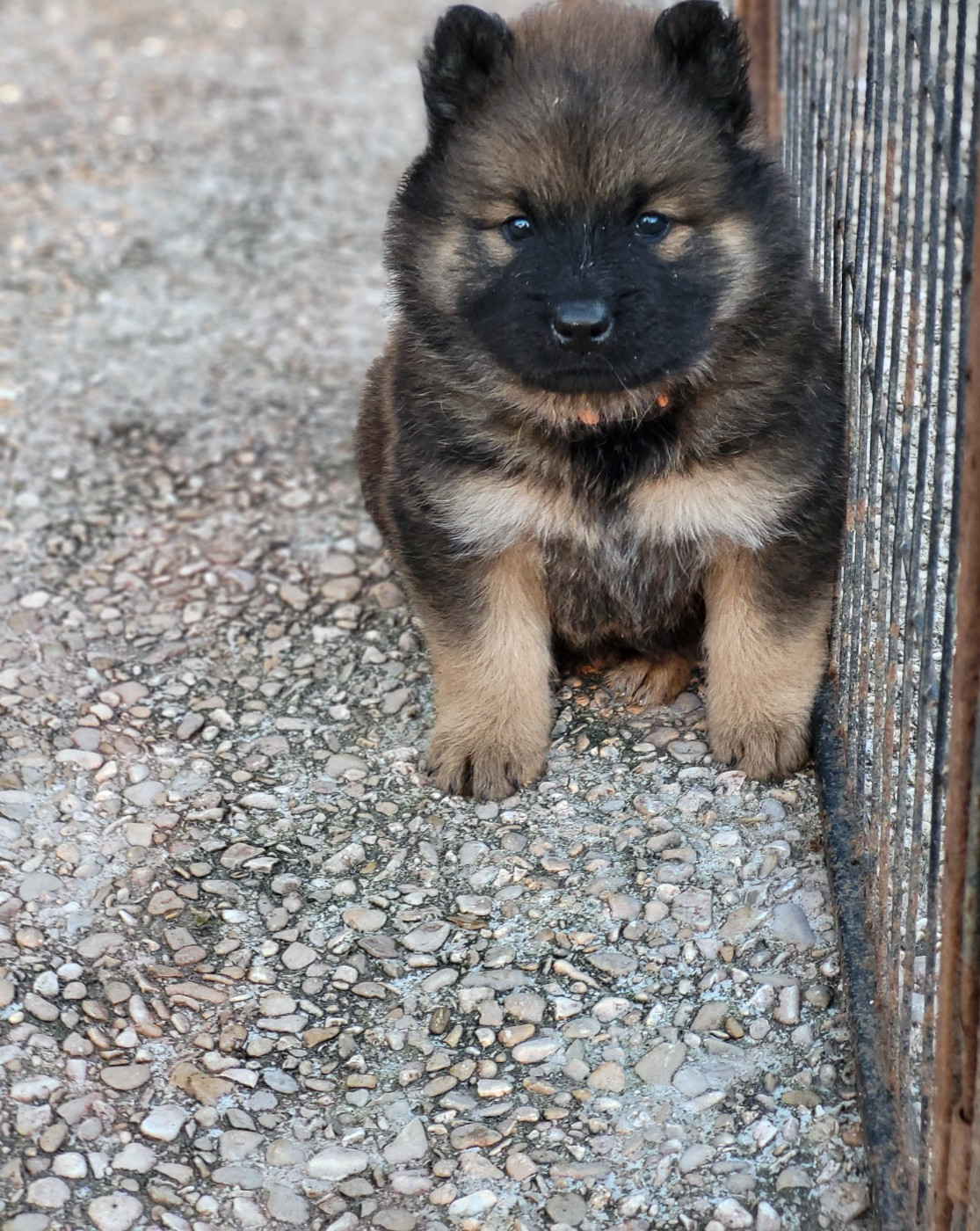 Du Domaine De Grande Esperance - Chiots disponibles - Eurasier
