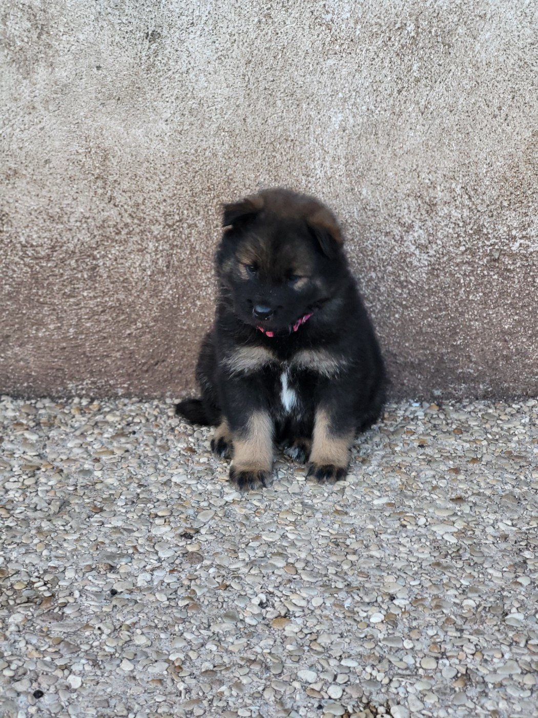Du Domaine De Grande Esperance - Chiots disponibles - Eurasier