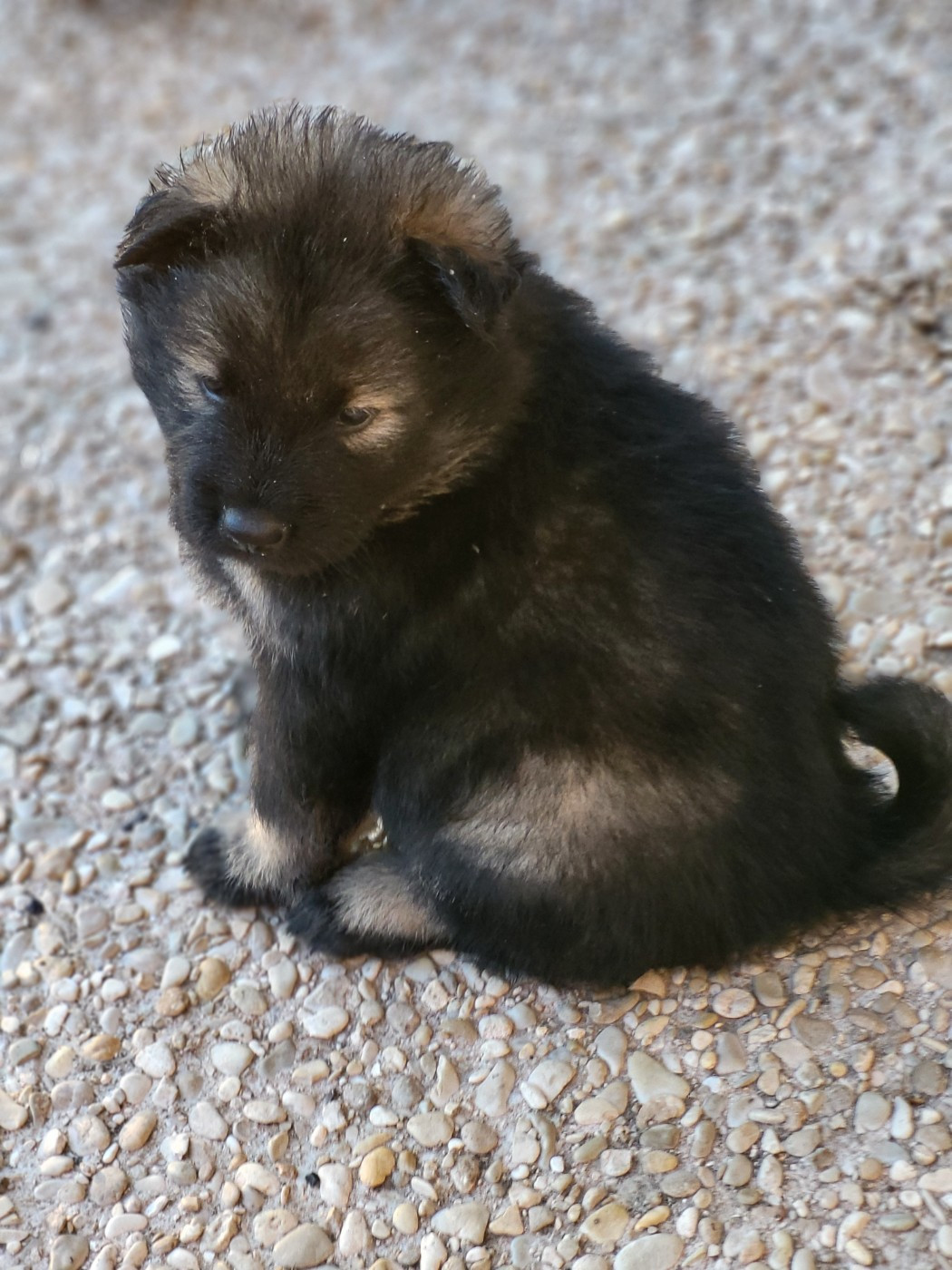 Du Domaine De Grande Esperance - Chiots disponibles - Eurasier
