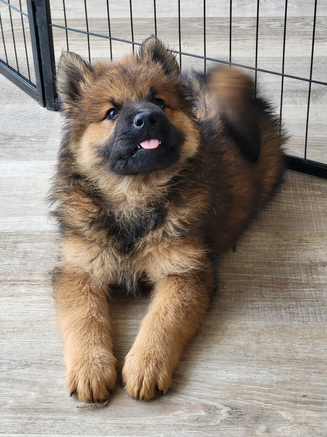 Du Domaine De Grande Esperance - Chiots disponibles - Eurasier