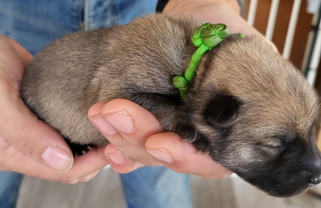 Du Domaine De Grande Esperance - Chiots disponibles - Eurasier