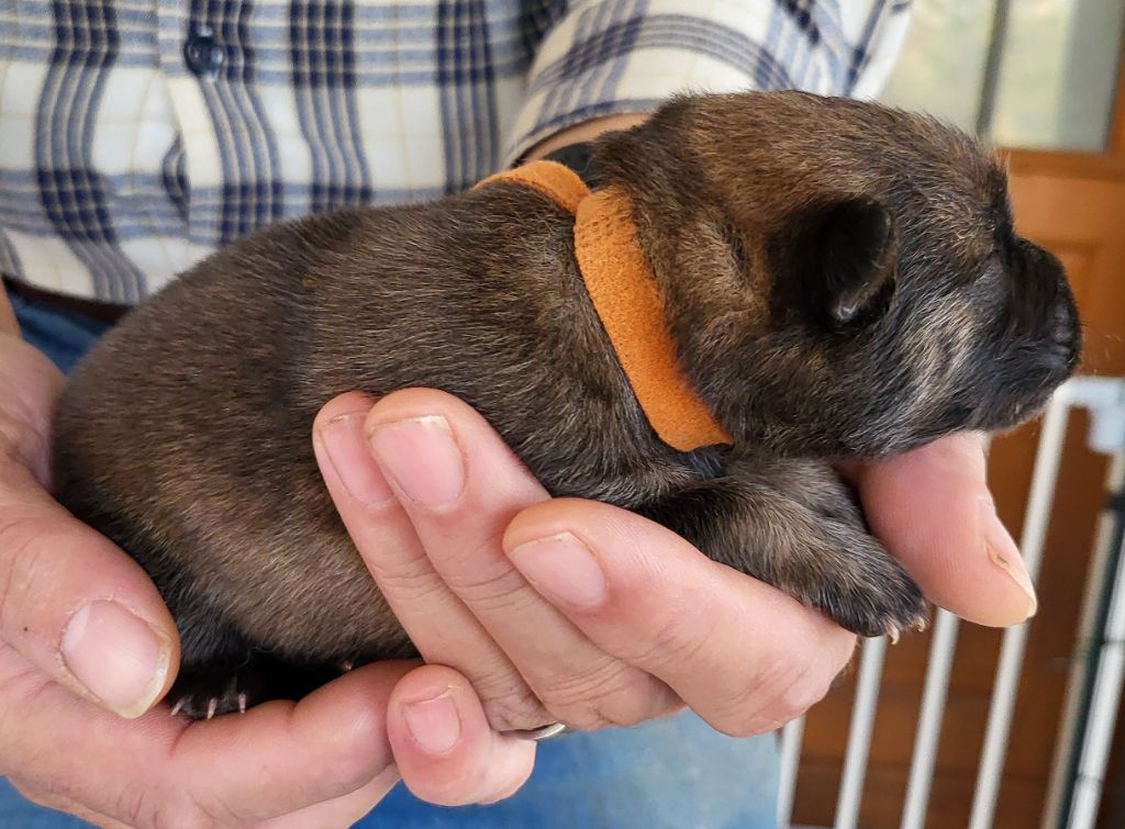 Du Domaine De Grande Esperance - Chiots disponibles - Eurasier