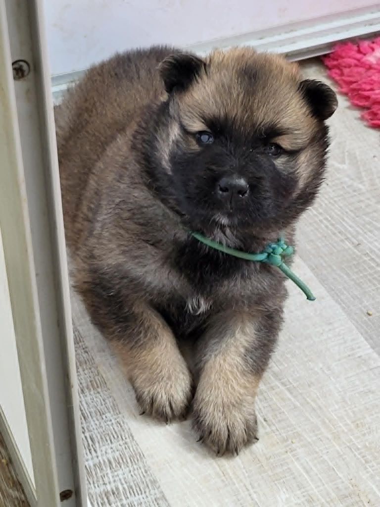 Du Domaine De Grande Esperance - Chiots disponibles - Eurasier