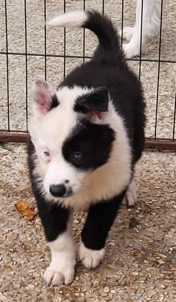 Du Domaine De Grande Esperance - Chiots disponibles - Laika de iakoutie