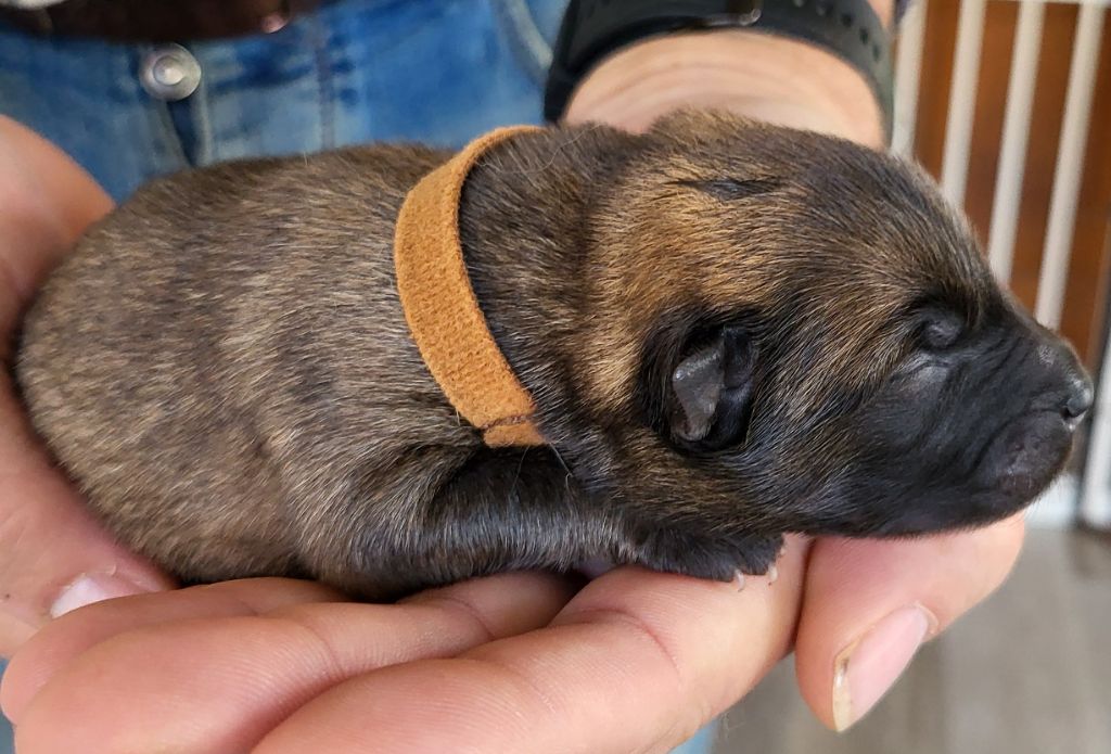 Du Domaine De Grande Esperance - Chiots disponibles - Eurasier