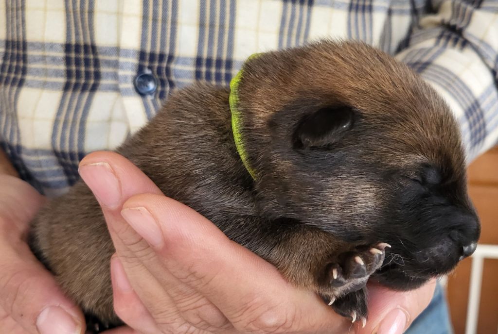 Du Domaine De Grande Esperance - Chiots disponibles - Eurasier