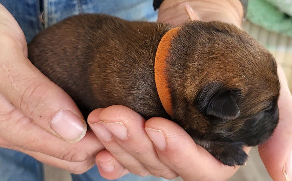 Du Domaine De Grande Esperance - Chiots disponibles - Eurasier