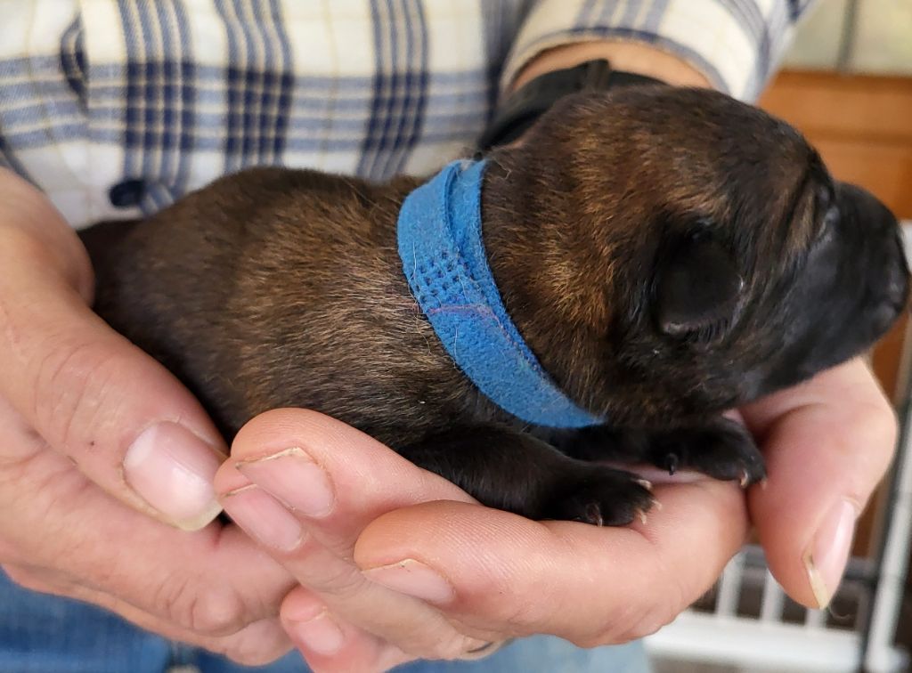 Du Domaine De Grande Esperance - Chiots disponibles - Eurasier