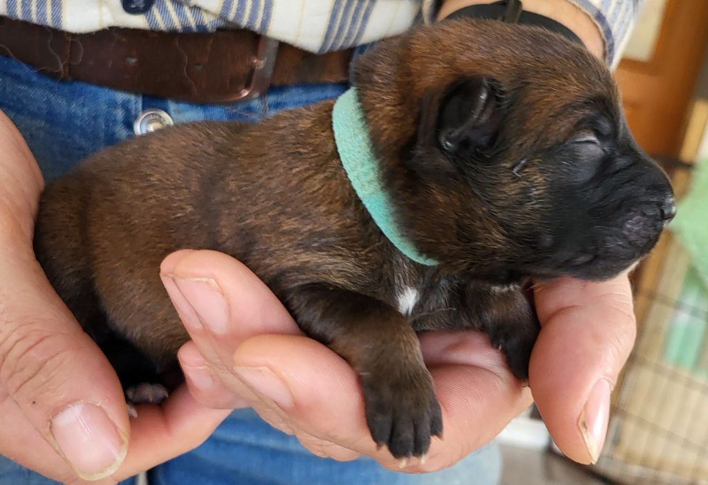 Du Domaine De Grande Esperance - Chiots disponibles - Eurasier