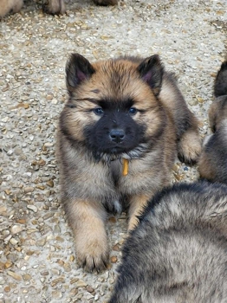 Du Domaine De Grande Esperance - Chiots disponibles - Eurasier