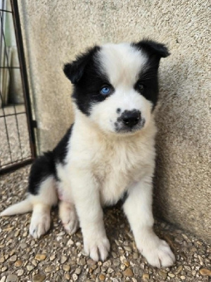 CHIOT 2