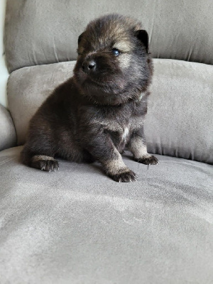 CHIOT 4 BLEU