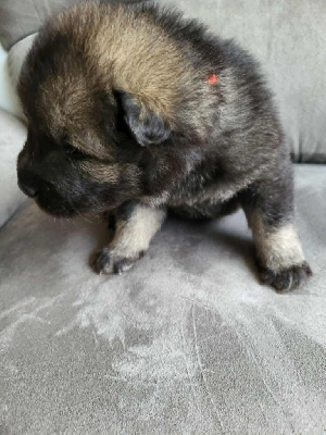 CHIOT 1 ORANGE