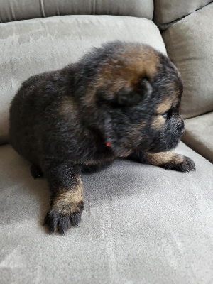 CHIOT 5