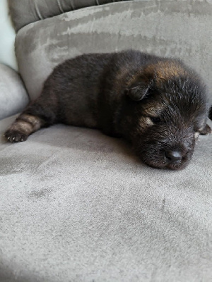 CHIOT 2 SANS COLLIER