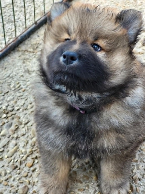 CHIOT 2 