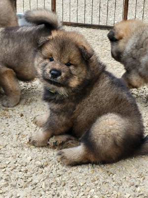 CHIOT 3 mr vert