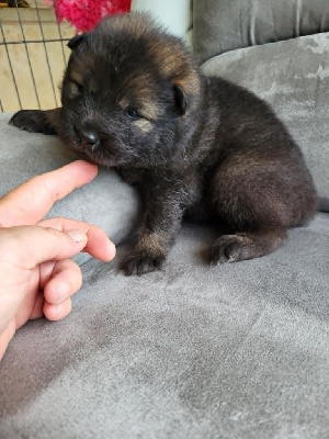 CHIOT 3 NOIR
