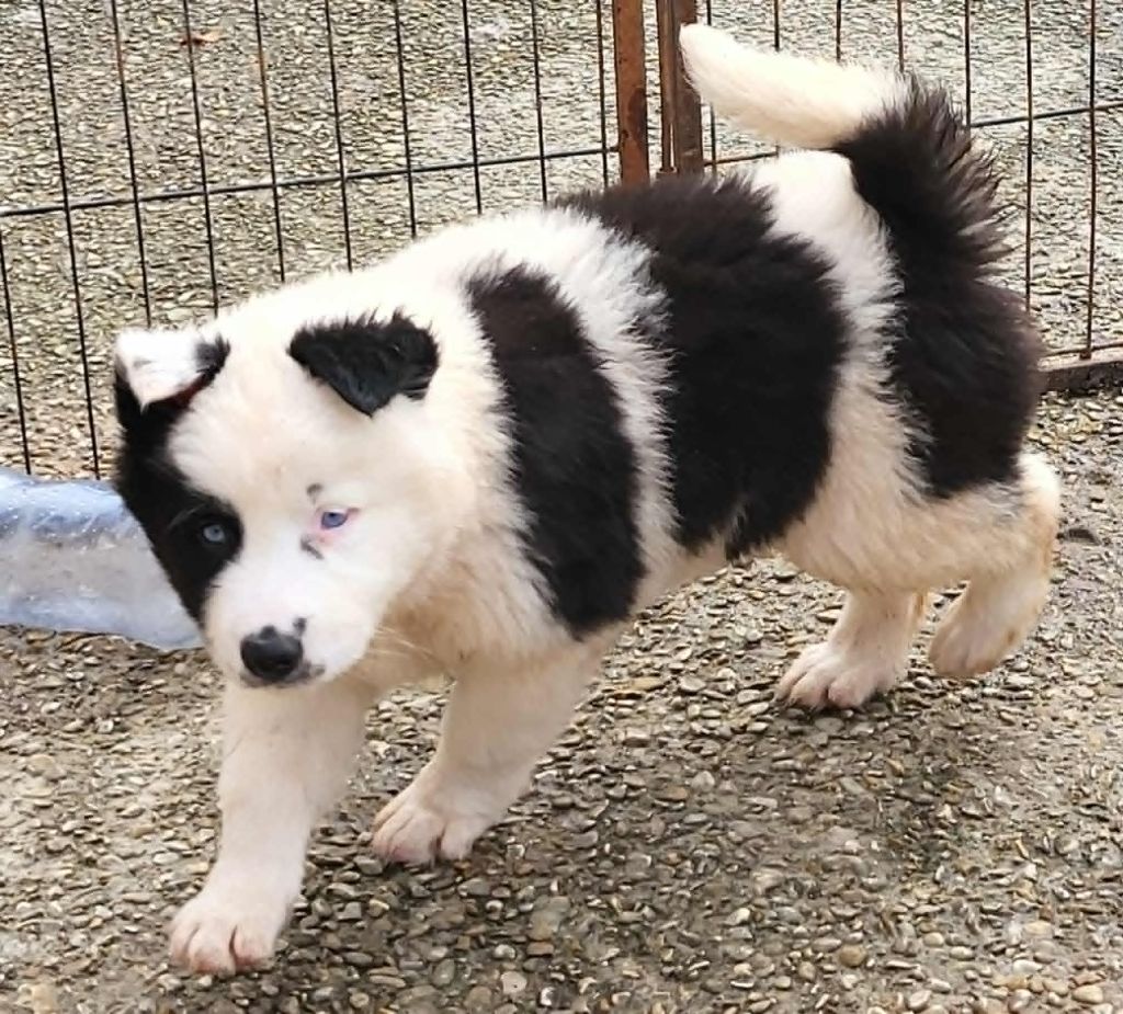 Du Domaine De Grande Esperance - Chiots disponibles - Laika de iakoutie