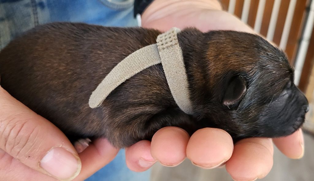 Du Domaine De Grande Esperance - Chiots disponibles - Eurasier