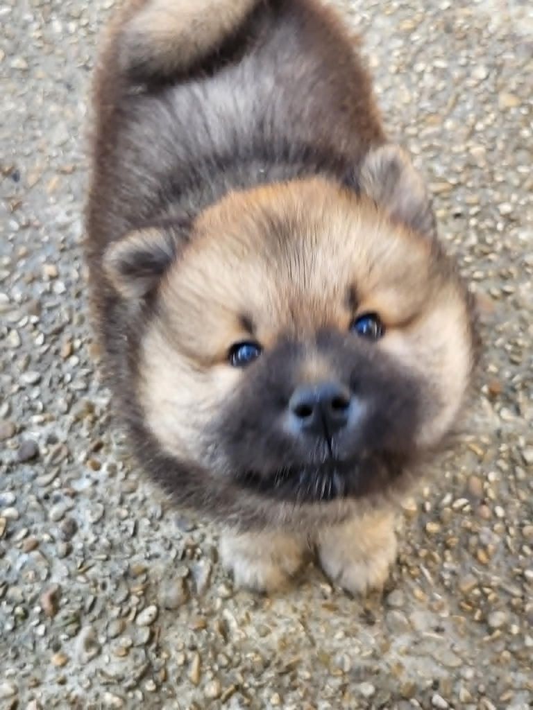 Du Domaine De Grande Esperance - Eurasier - Portée née le 09/04/2025