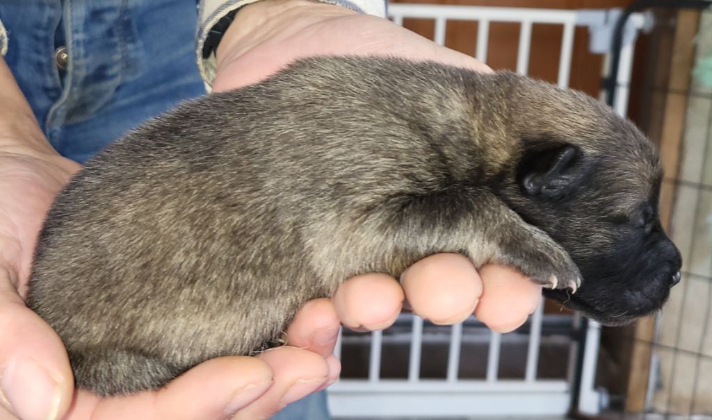 Du Domaine De Grande Esperance - Chiots disponibles - Eurasier