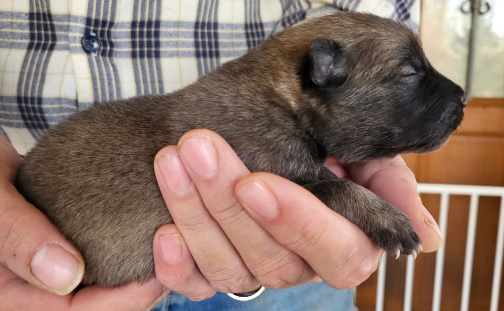 Du Domaine De Grande Esperance - Chiots disponibles - Eurasier