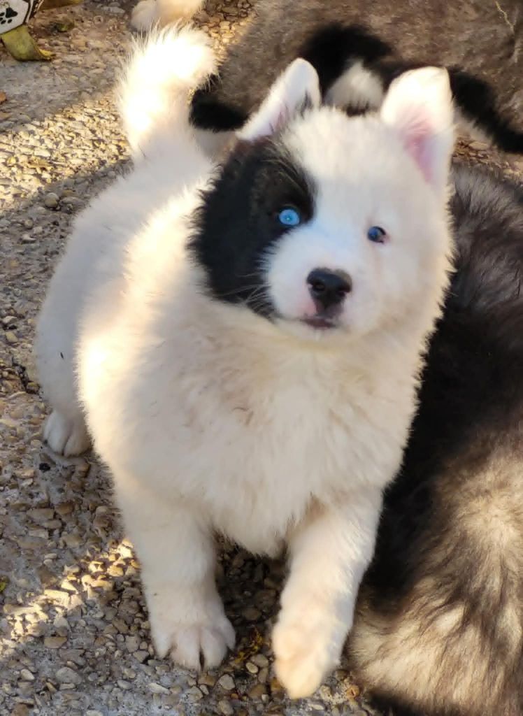 Du Domaine De Grande Esperance - Chiots disponibles - Laika de iakoutie