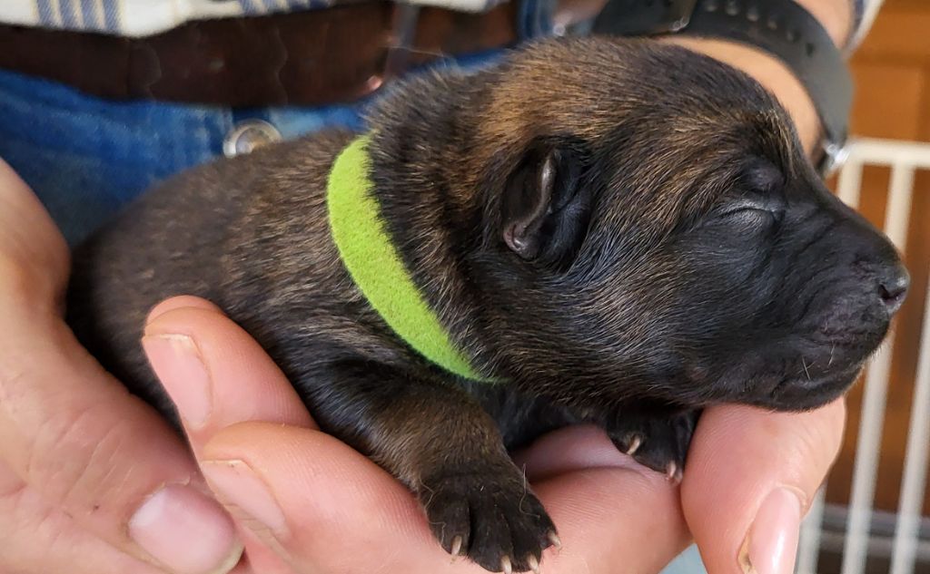 Du Domaine De Grande Esperance - Chiots disponibles - Eurasier