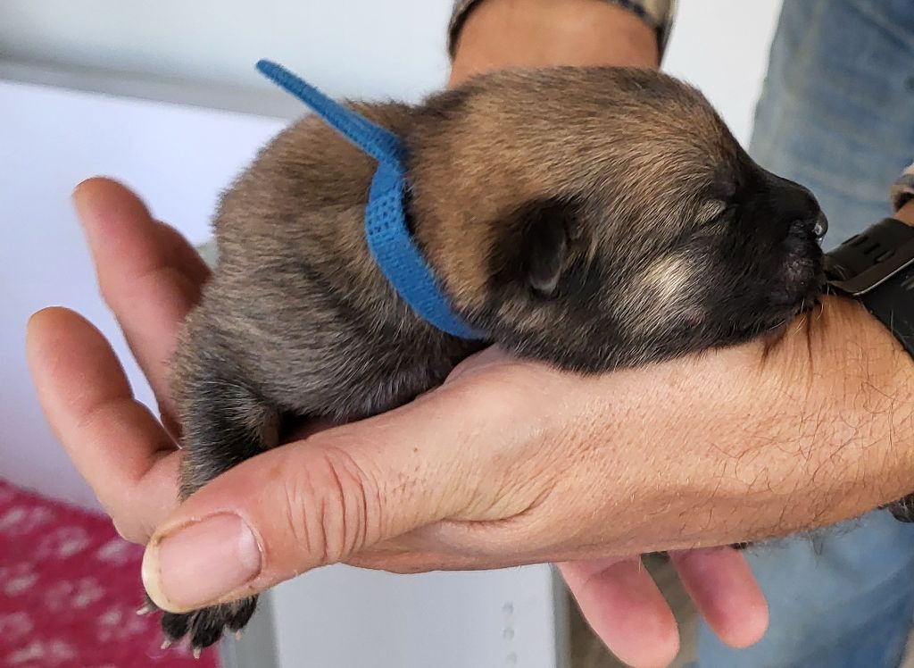 Du Domaine De Grande Esperance - Chiots disponibles - Eurasier
