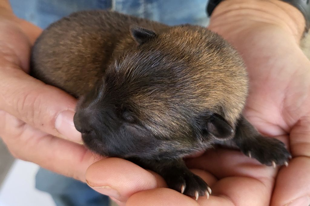 Du Domaine De Grande Esperance - Chiots disponibles - Eurasier