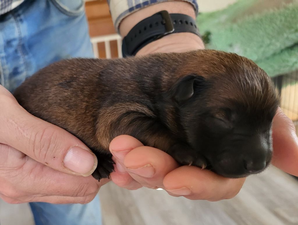 Du Domaine De Grande Esperance - Chiots disponibles - Eurasier