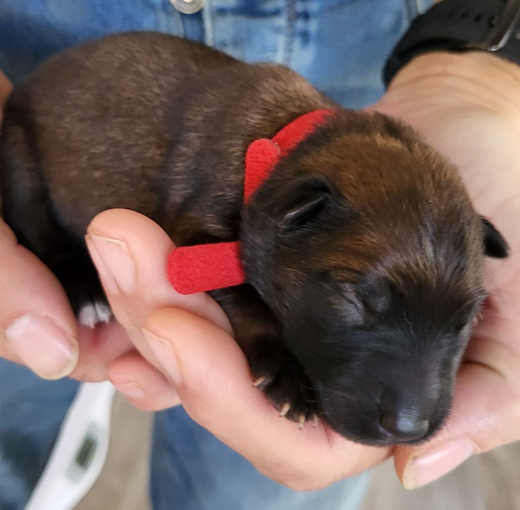 Du Domaine De Grande Esperance - Chiots disponibles - Eurasier