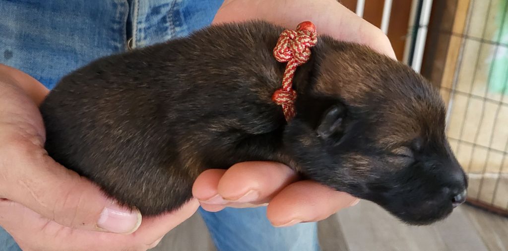 Du Domaine De Grande Esperance - Chiots disponibles - Eurasier